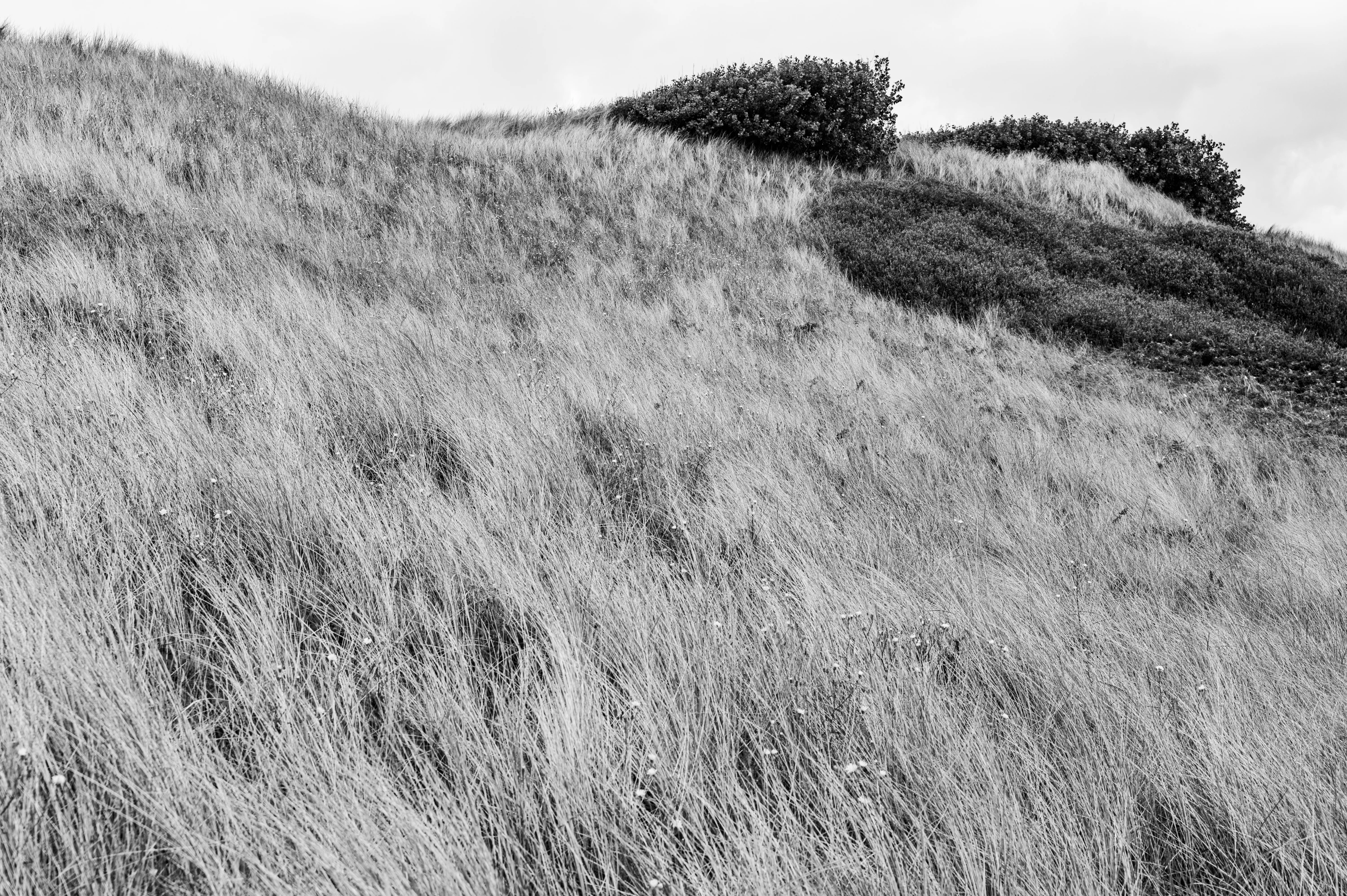 Helm grass on dune on coastline in The Netherlands