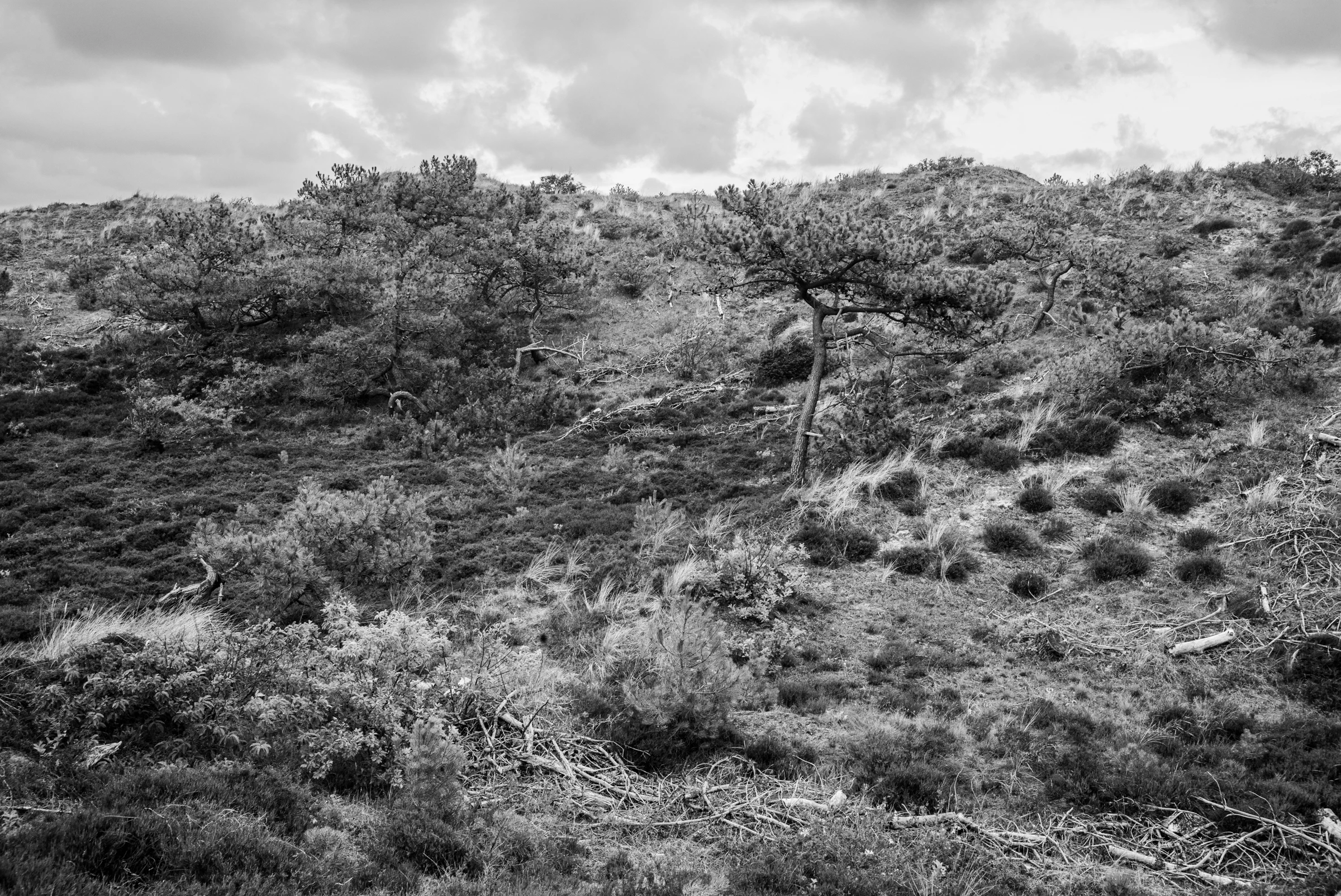 Dunes by Hargen